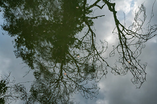 Trees and a cloudy sky, reflected in a natural pond. Some fallen leaves floating on the water.