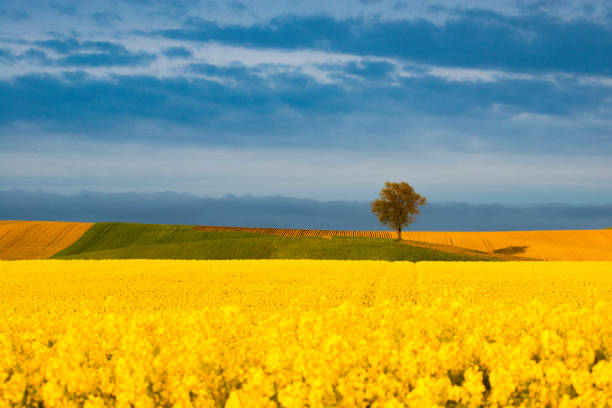 The two green trees next to a rapeseed field