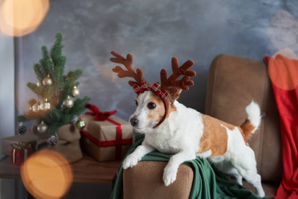 istock A dressed-up Jack Russell Terrier captures the Christmas spirit 1885509747