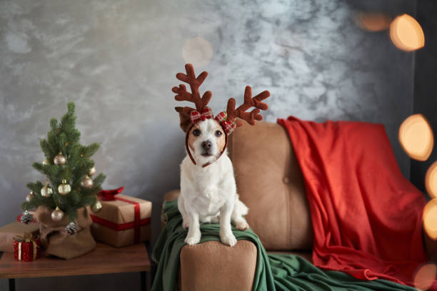 istock A dressed-up Jack Russell Terrier captures the Christmas spirit 1885509751
