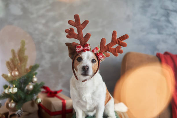 istock A dressed-up Jack Russell Terrier captures the Christmas spirit 1885509754