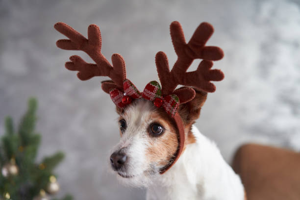 istock A dressed-up Jack Russell Terrier captures the Christmas spirit 1885509768