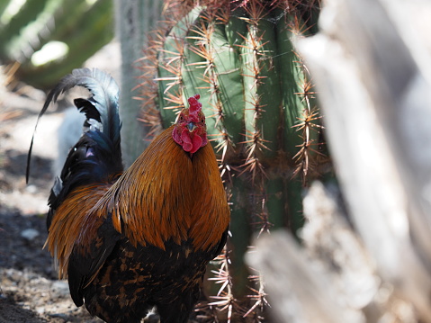 Rooster with cactus