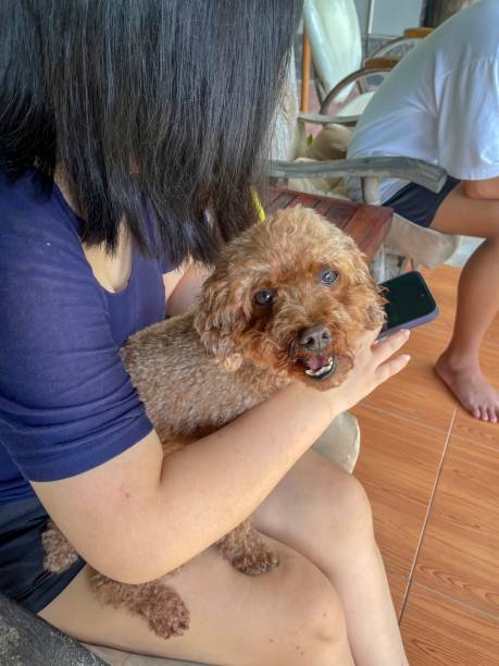 istock Woman using smart phone with pet dog. 1885531792