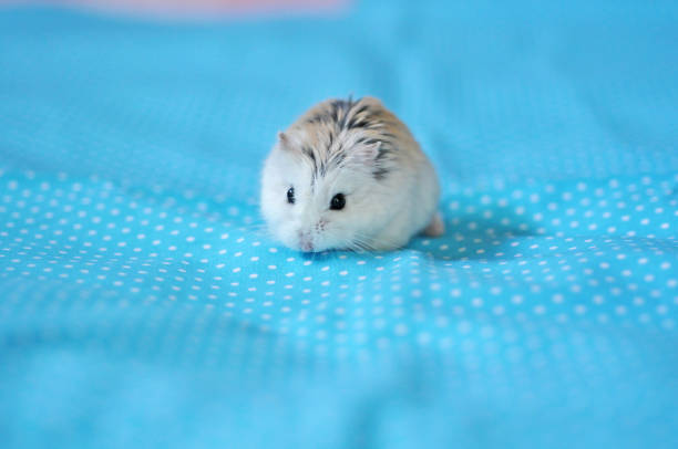 Cute little Roborovski hamster Roborovski hamster on blue fabric. roborovski hamster stock pictures, royalty-free photos & images