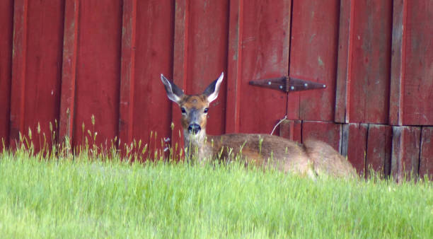 istock Deer, resting in the sunshine 1885565006