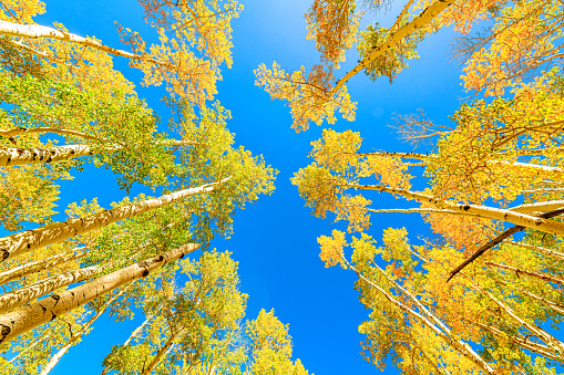 Looking up a a beautiful blue sky surrounded by green summer aspen trees