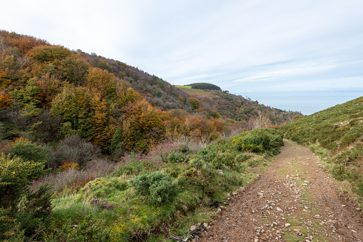 Photo of the autumn colours at Glenthorne in Exmoor National Park