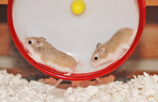 Hamster sisters running together on a wheel