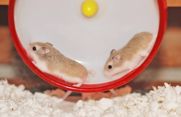 Let's run together! Hamster sisters running together on a wheel roborovski hamster stock pictures, royalty-free photos & images