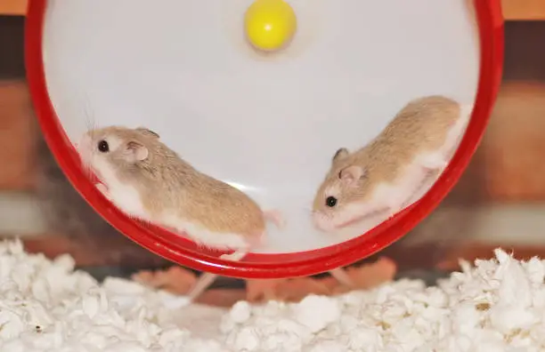 Hamster sisters running together on a wheel