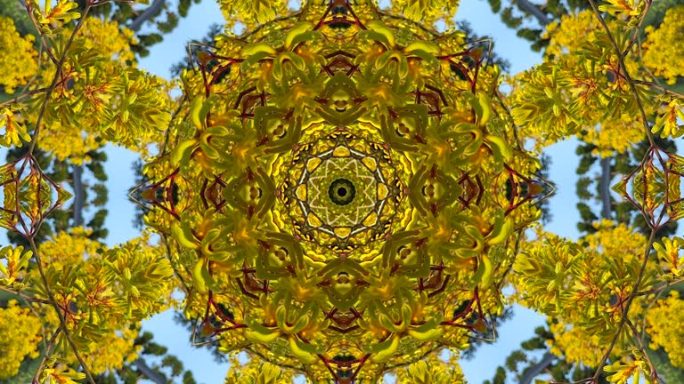 Kaleidoscope with organic flowing bouncing movement, featuring bright yellow kangaroo paw flowers blowing in the wind.