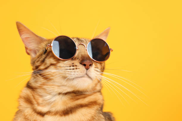 istock Cute Bengal cat in sunglasses on orange background, closeup. Space for text 1885603300