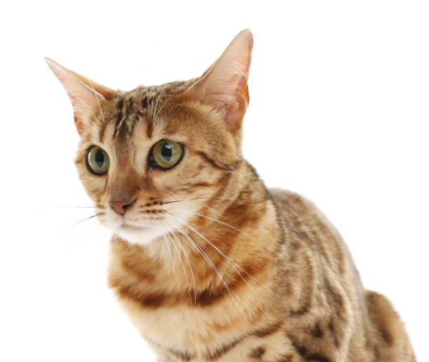 istock Cute Bengal cat on white background. Adorable pet 1885603815