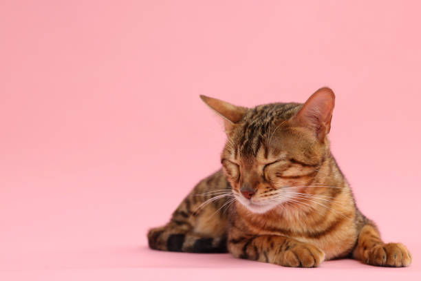 Cute Bengal cat on pink background, space for text. Adorable pet