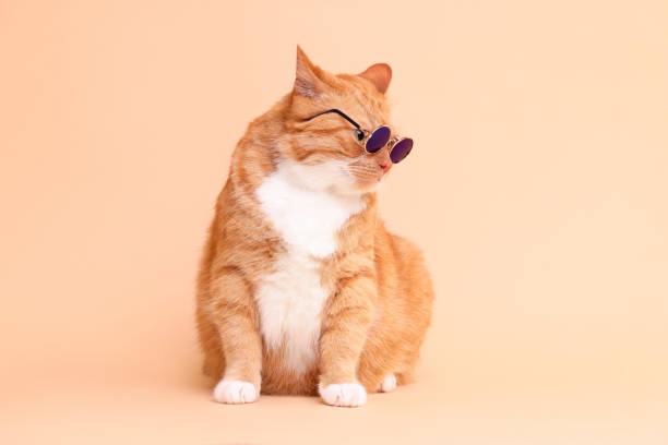 istock Cute ginger cat in stylish sunglasses on beige background 1885604880