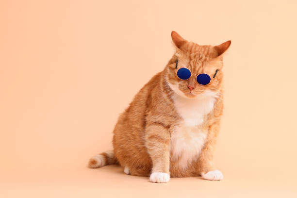 istock Cute ginger cat in stylish sunglasses on beige background. Space for text 1885604884