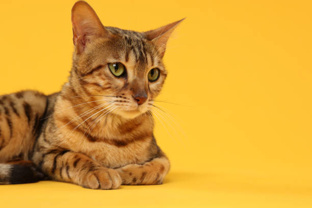 istock Cute Bengal cat on orange background, closeup. Space for text 1885605398