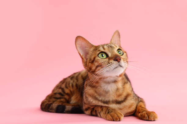 istock Cute Bengal cat on pink background. Adorable pet 1885605909