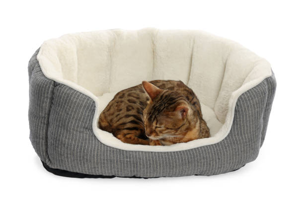 istock Cute Bengal cat lying on pet bed against white background 1885606433