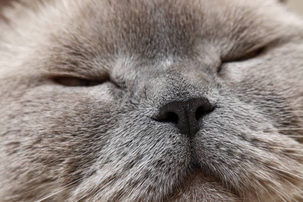 istock Adorable cat, macro photo of muzzle. Lovely pet 1885606435