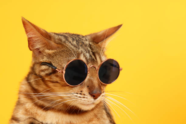 istock Cute Bengal cat in sunglasses on orange background, closeup. Space for text 1885606936