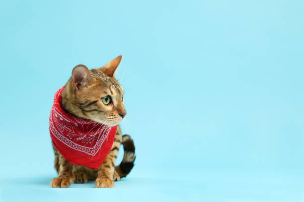 istock Cute Bengal cat with red bandana on light blue background, space for text 1885606941