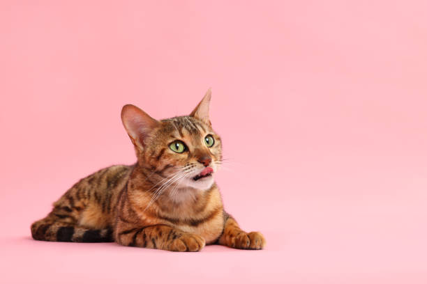 istock Cute Bengal cat on pink background, space for text. Adorable pet 1885606948