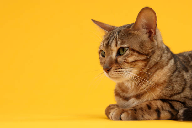 istock Cute Bengal cat on orange background, space for text. Adorable pet 1885608493
