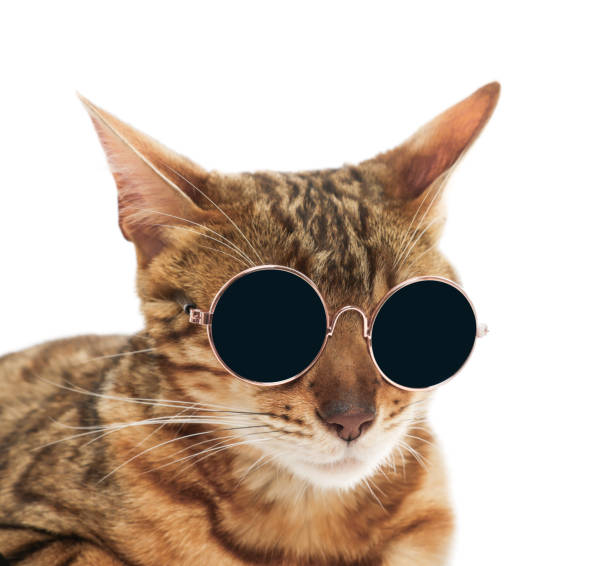 istock Cute Bengal cat in sunglasses on white background, closeup 1885609011