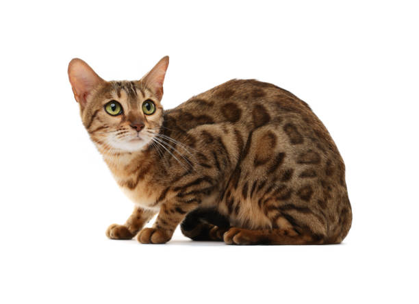 istock Cute Bengal cat on white background. Adorable pet 1885609167