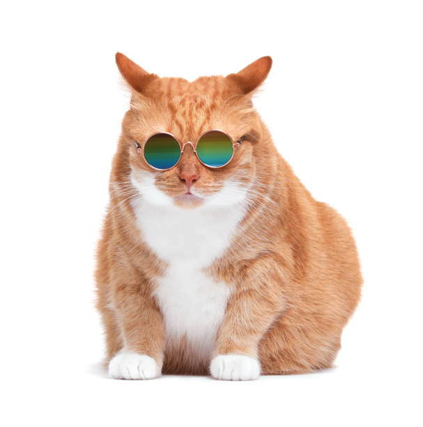 istock Cute ginger cat in stylish sunglasses on white background 1885609522