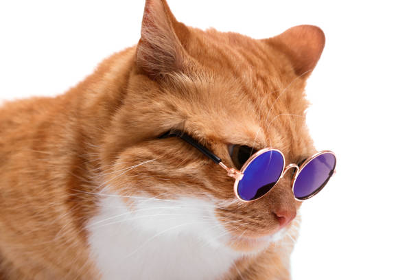 istock Cute ginger cat in stylish sunglasses on white background, closeup 1885610040