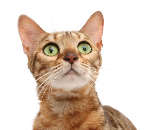 istock Cute Bengal cat on white background. Adorable pet 1885610045