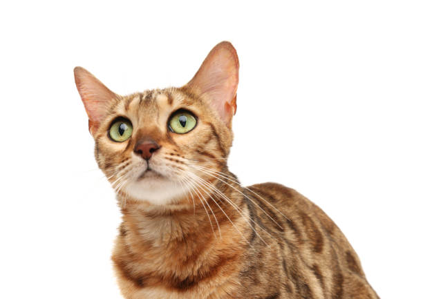 Cute Bengal cat on white background. Adorable pet
