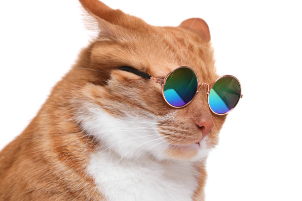 istock Cute ginger cat in stylish sunglasses on white background, closeup 1885610551