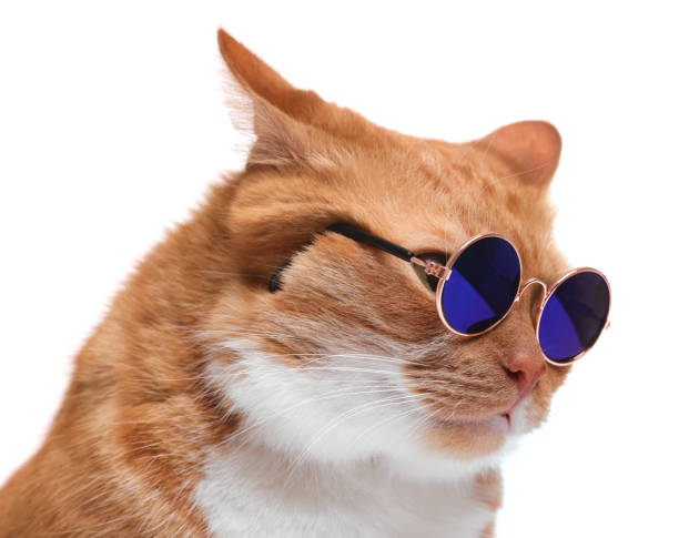 istock Cute ginger cat in stylish sunglasses on white background, closeup 1885610561