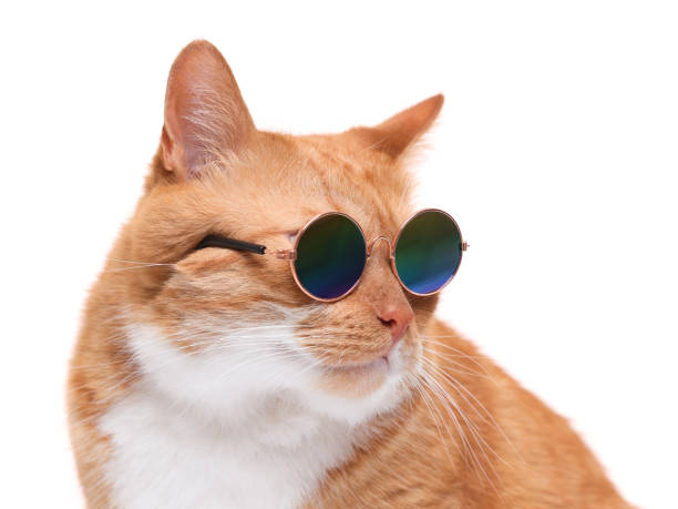 istock Cute ginger cat in stylish sunglasses on white background, closeup 1885611072