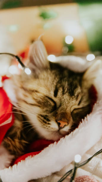 istock Sleeping cute kitten in a Santa Claus costume. 1885642311