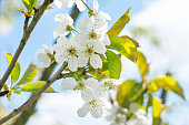 Selective focus on blooming cherry branch against blue sky
