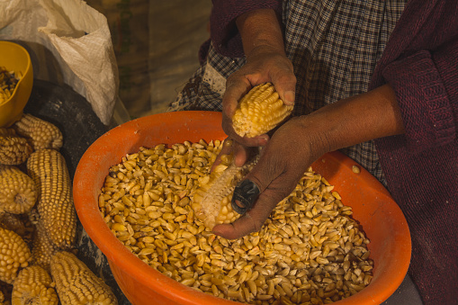 Indigenous Mexican women shelling white corn and putting it on wheelbarrows to create dough for tortillas, a typical Mexican food.