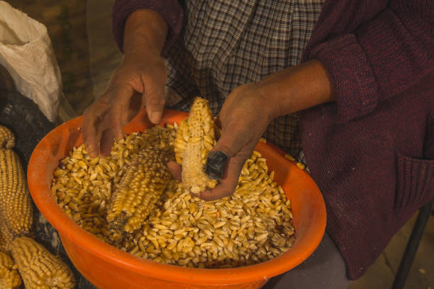 istock Indigenous Mexican women shelling white corn and putting it on wheelbarrows to create dough for tortillas, a typical Mexican food 1885650026