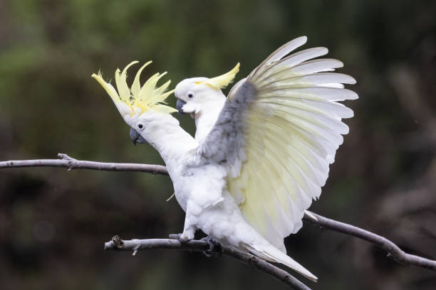 istock Sulphur-crested Cockatoo 1885651065