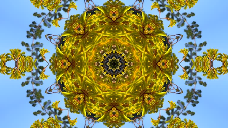 Circular kaleidoscope with organic flowing bouncing movement, featuring bright yellow kangaroo paw flowers blowing in the wind against a clear blue sky