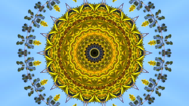 Circular kaleidoscope with organic flowing bouncing movement, featuring bright yellow kangaroo paw flowers blowing in the wind against a clear blue sky