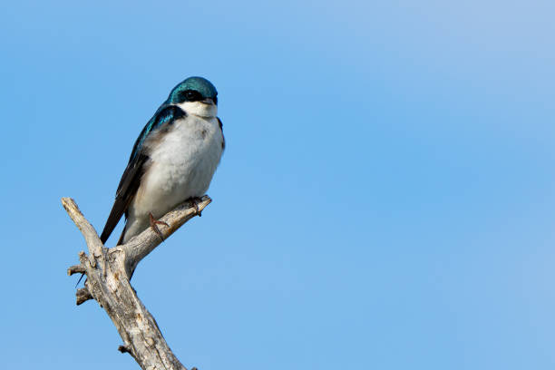istock Iridescent Tree Swallow Surveys Surroundings from a Dead Snag 1885686945