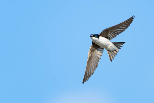 istock Graceful Tree Swallow in Mid-Air 1885686952