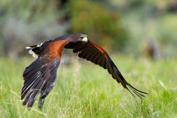 istock Harris Hawk Hunting in a Grassy Field 1885687419