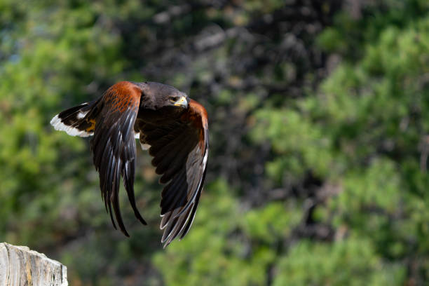 istock Harris Hawk Hunting in a Grassy Field 1885687442