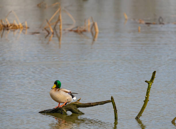 Handsome Mallard Drake Relaxes on Driftwood in a Marsh